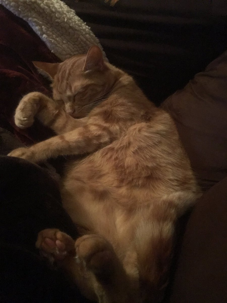 thekittensthree's tweet photo. Naptime! https://t.co/Fu1KaGP2La