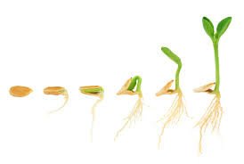 crescentmoonorg's tweet photo. The Cracking Seedling
https://t.co/2msfGMbV6C https://t.co/q8zHoZPN4p