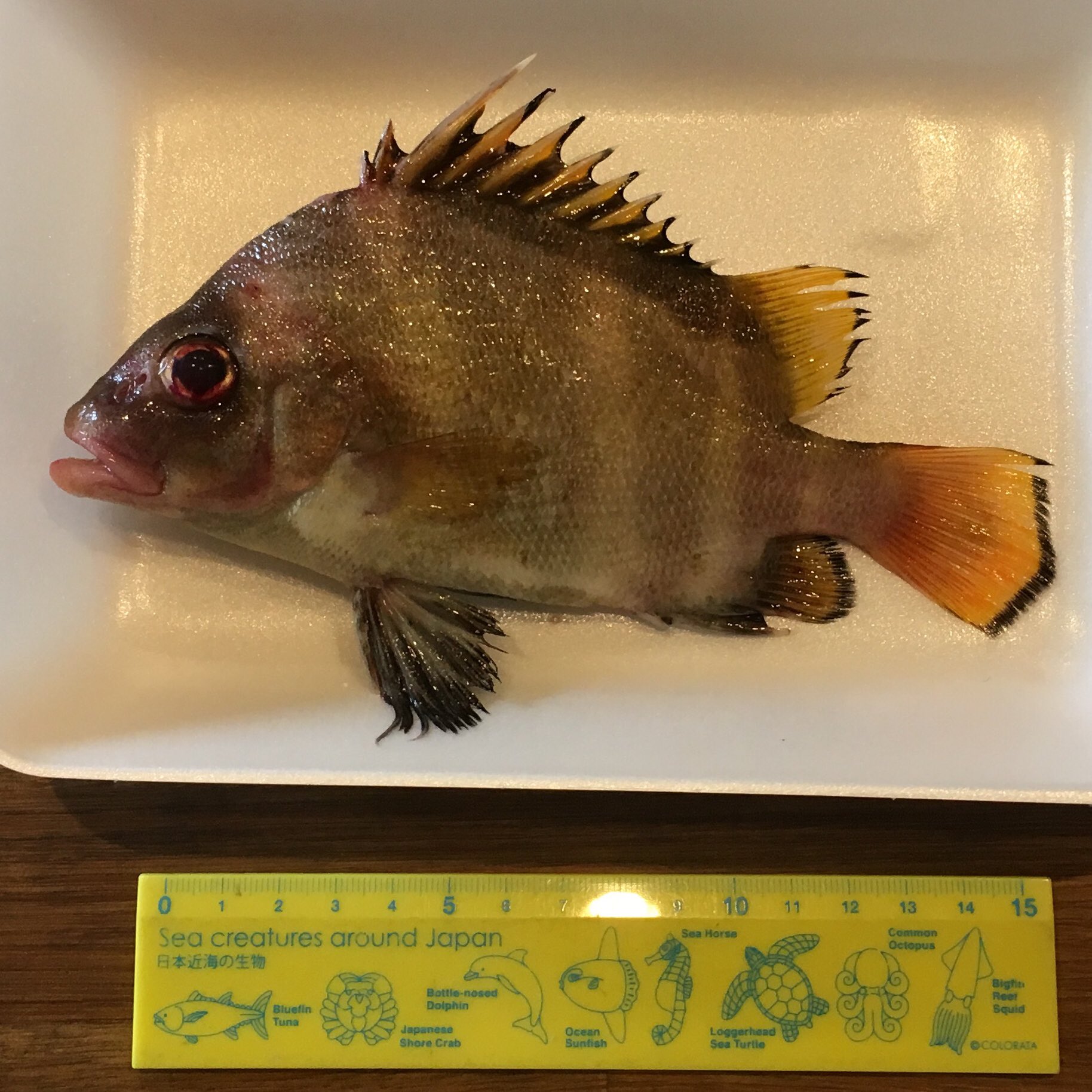 Sawagani550 たまねぎ島のスーパーの鮮魚 今日のは豪華で水族館みある セトダイ カサゴ 2 イシダイしまごろう 間違ってたらおしえてください T Co Zevayqt7q2 Twitter