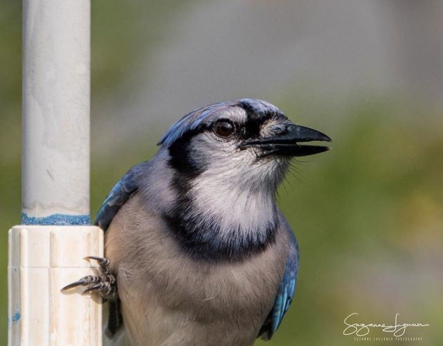 SuzannaShoots's tweet photo. #bluejay #birdportrait #birds #birdstagram #birdsofinstgram #sonyrx10iv https://t.co/zUVFiSk7CB
