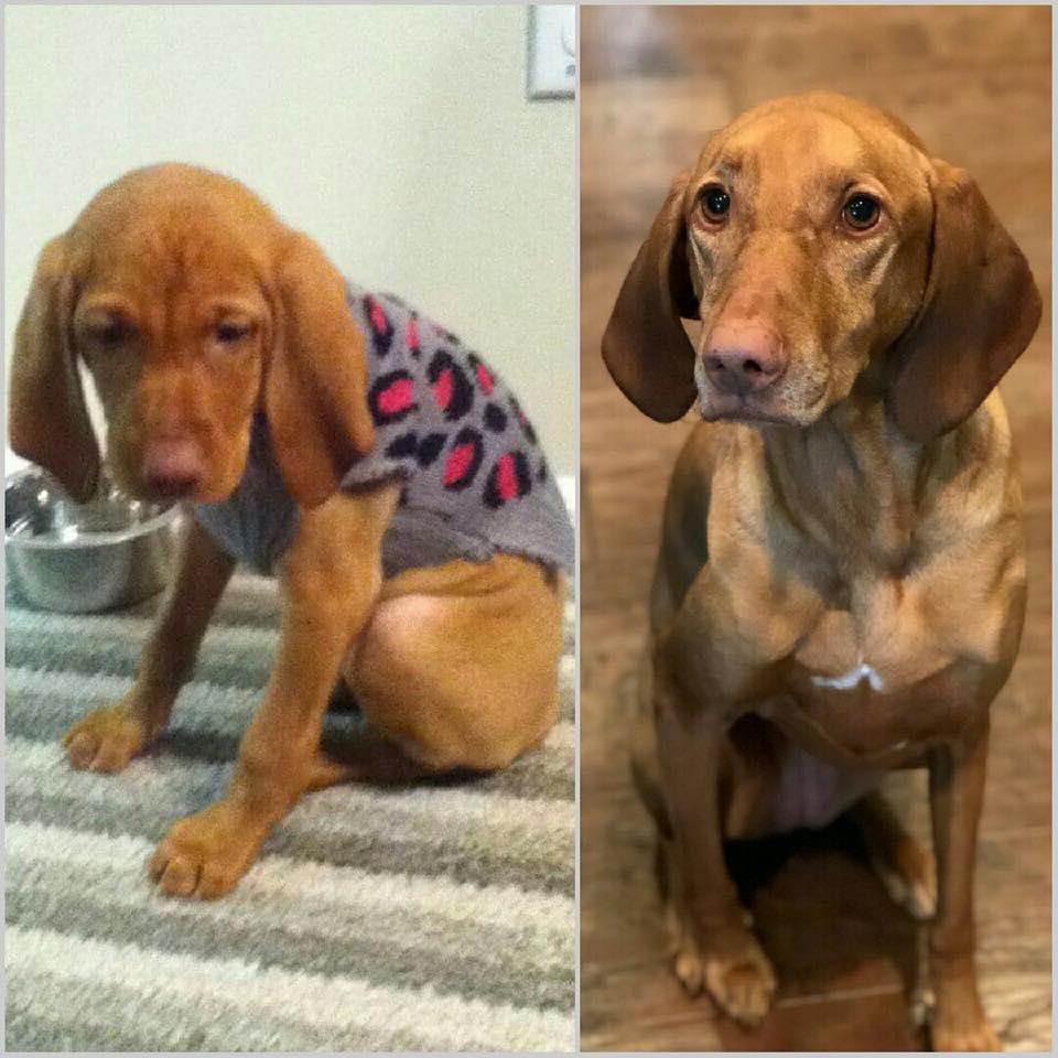 yung_hazelnut's tweet photo. We buried my best friend today...Life just isn’t fair sometimes. You will always be my sunshine, Harley. 💛 https://t.co/jovtY9rdAt