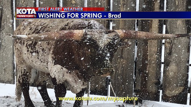 KOTAheymike's tweet photo. The animals don't seem too happy with the snow! Officially 9.3" downtown Rapid City. Most roads have a thin layer of ice created as the last of the blowing snow drifted over wet roads. Drive carefully! I-90 is still closed east of the Hills. I-29 closed in eastern SD. https://t.co/tvuJcGn4la