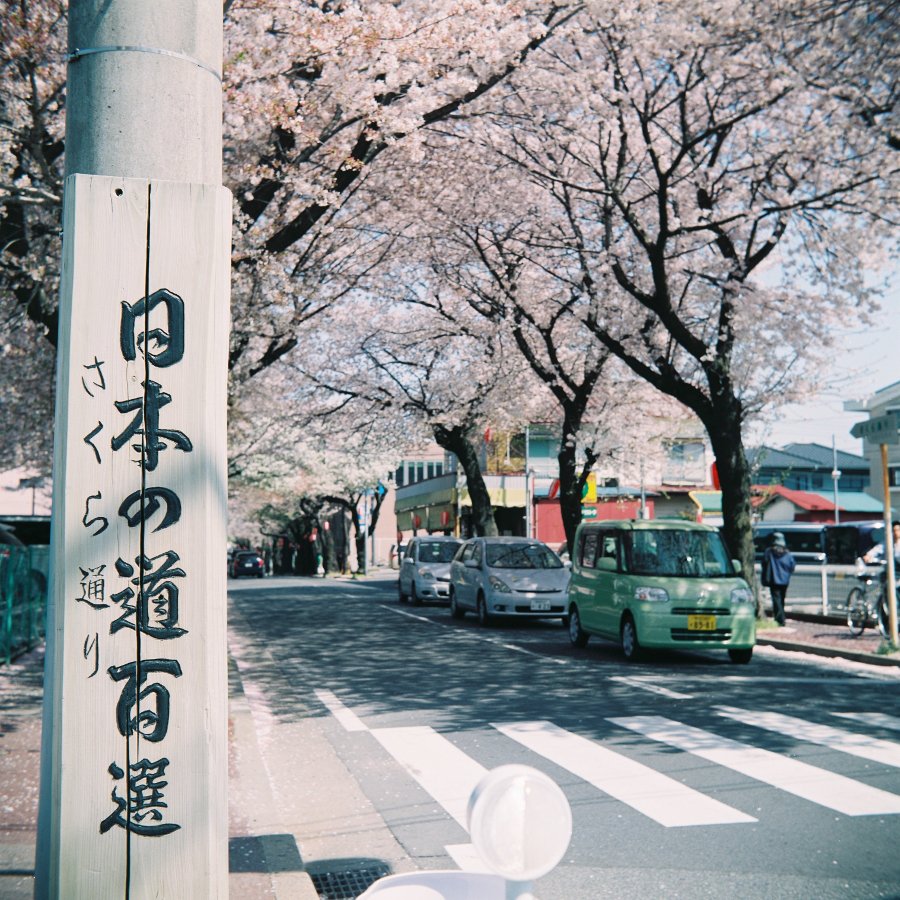na2o720s's tweet photo. こんにちは♪(・ω・)ノ

＃ブローニー　で撮った今年の桜です(≧▽≦)
＃富士フィルム　の　＃NS160　
ピントが来てる部分はそこそこ良い感じ♪
周辺光量落ちも結構好みです♪(*´ω｀*)

#Ricoh #Ricohflex #Model6 #photograghy  ＃二眼レフ https://t.co/B7sUncmyIv