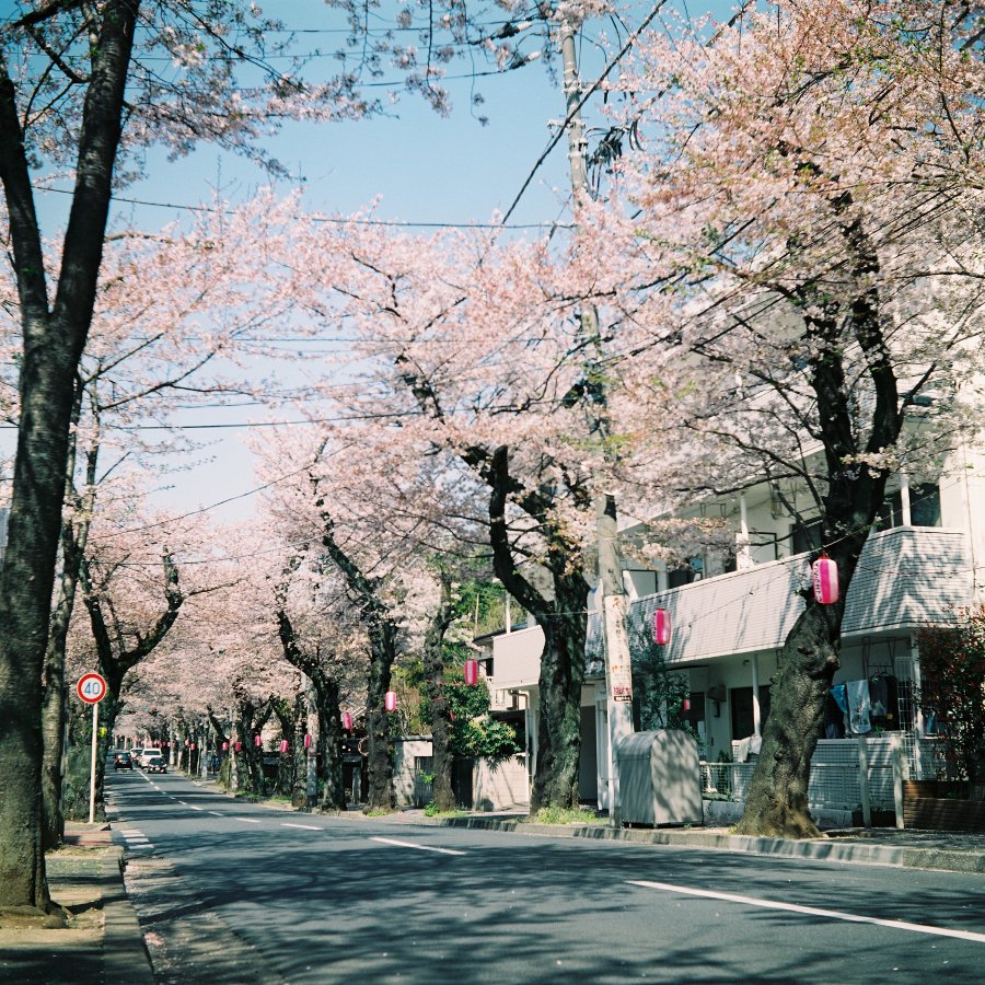 na2o720s's tweet photo. こんにちは♪(・ω・)ノ

＃ブローニー　で撮った今年の桜です(≧▽≦)
＃富士フィルム　の　＃NS160　
ピントが来てる部分はそこそこ良い感じ♪
周辺光量落ちも結構好みです♪(*´ω｀*)

#Ricoh #Ricohflex #Model6 #photograghy  ＃二眼レフ https://t.co/B7sUncmyIv