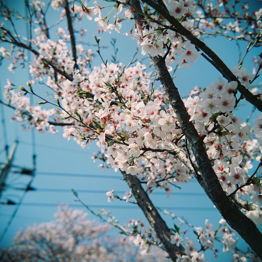 na2o720s's tweet photo. こんにちは♪(・ω・)ノ

＃ブローニー　で撮った今年の桜です(≧▽≦)
＃富士フィルム　の　＃NS160　
ピントが来てる部分はそこそこ良い感じ♪
周辺光量落ちも結構好みです♪(*´ω｀*)

#Ricoh #Ricohflex #Model6 #photograghy  ＃二眼レフ https://t.co/B7sUncmyIv