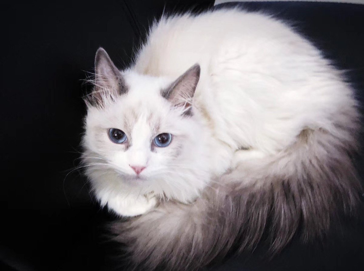 AuricSource's tweet image. New aelf member，mew～