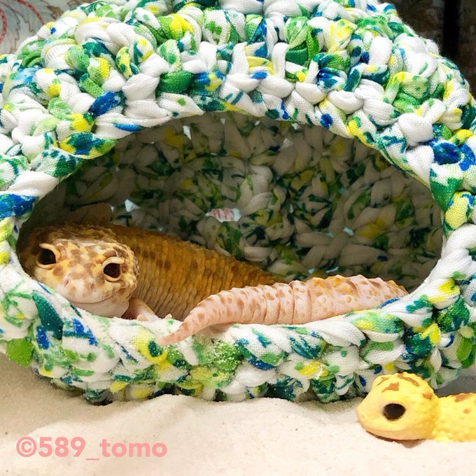 色々いた珍しいペットの数々 飼ってるみんなの癒され感が伝わってきます Matomehub まとめハブ