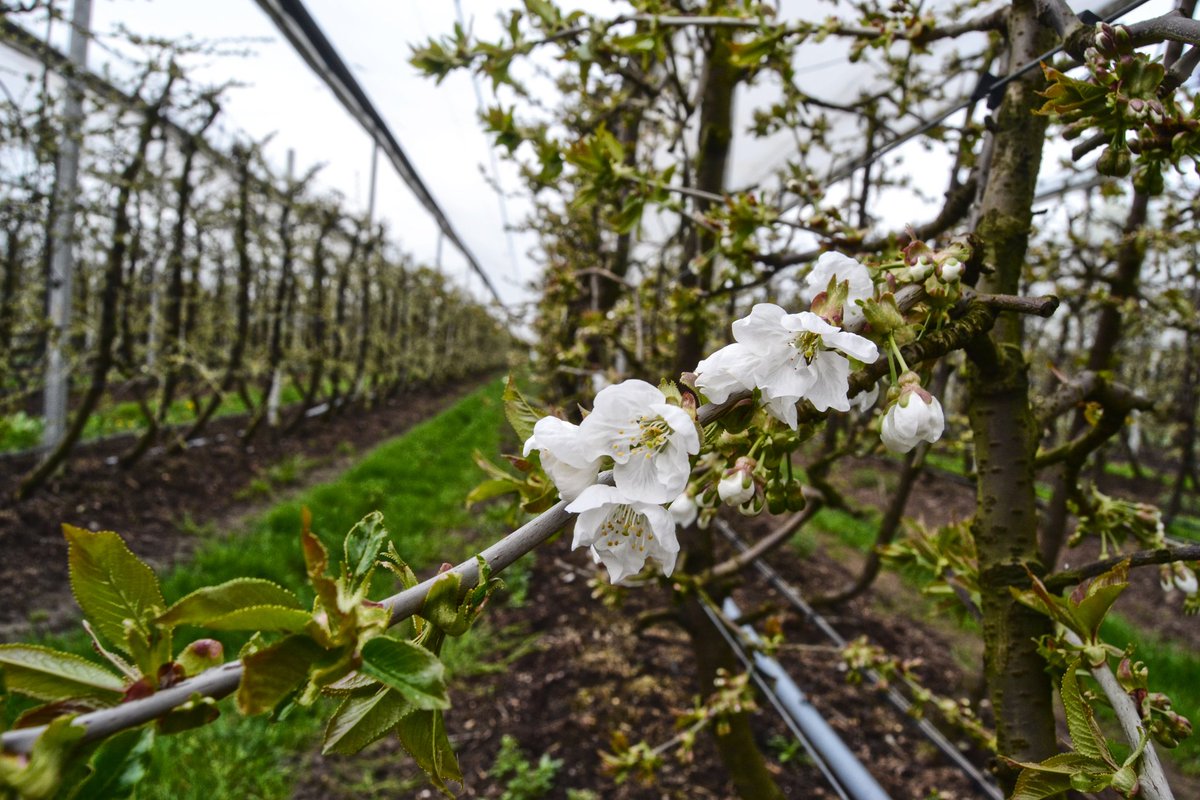 SpinazzeGroup's tweet photo. Day 18

Flowers are blossoming in the orchards and tomorrow the race will cross these lands brightened by the sun.

#insidecobbles https://t.co/8A0H7RZ9Mh