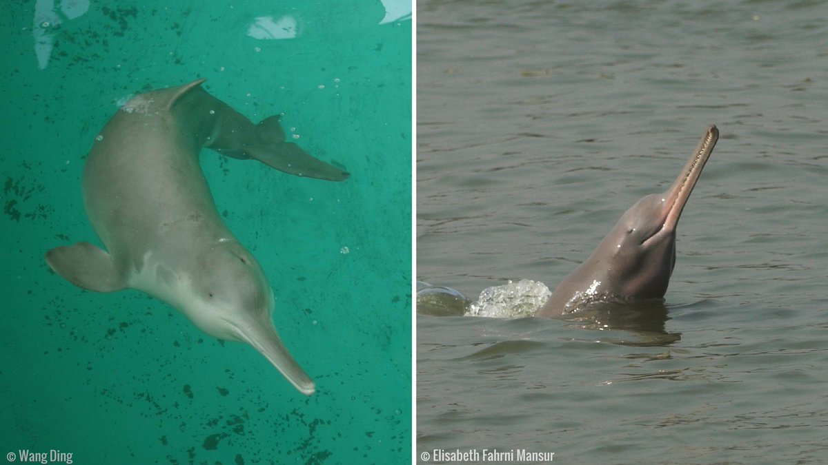 Baiji River Dolphin Baiji River Dolphin