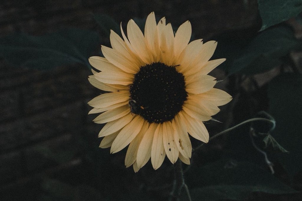 sunflowerlust's tweet photo. sunflowers are my weakness 💛 https://t.co/1i3r4ieMqr