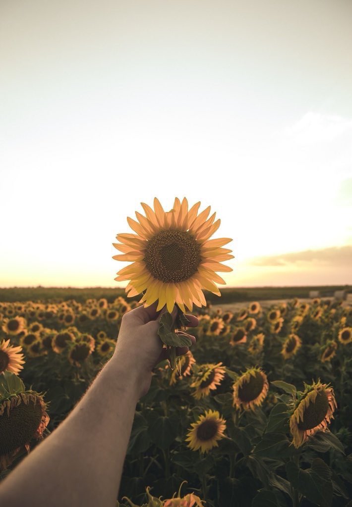 sunflowerlust's tweet photo. sunflowers are my weakness 💛 https://t.co/1i3r4ieMqr