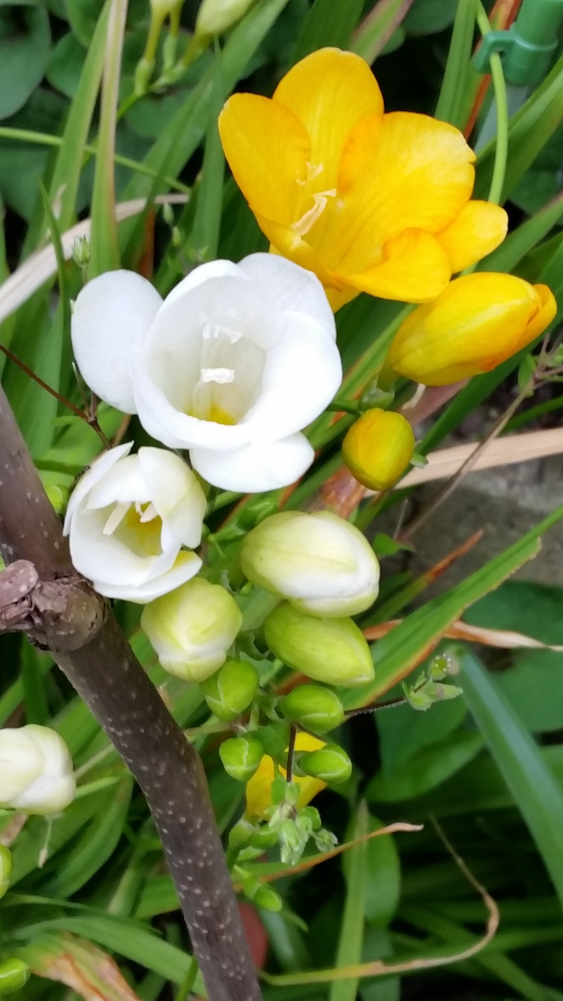 毘藍 山風蠱 元16tons 希望のはな として知られるフリージアですが 皆さんはそれがどんな花か知っていますか フリージアは南アフリカ原産のこんな花で 3月から6月に咲きます 甘い香りを放ちますが 香水に使われる香料は全て合成品です 花言葉