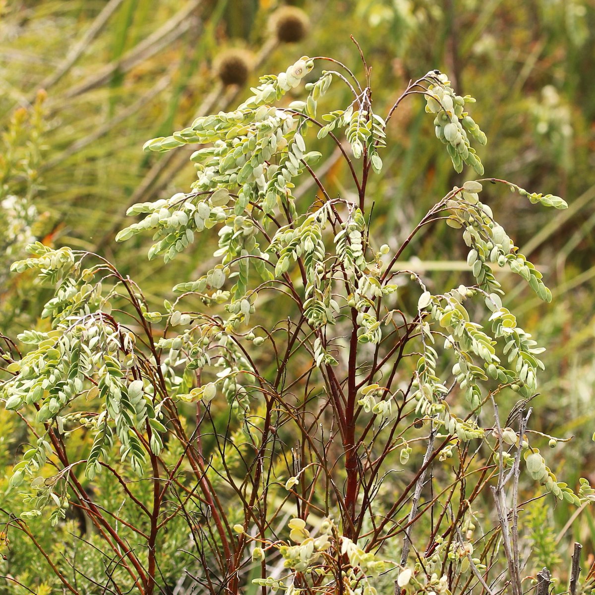 jason_nge's tweet image. Olax phyllanthi flowering at Warren, WA. It is a parasitic plant native to southwest WA. #Olax #OlaxPhyllanthi #Santalaceae #westernaustralia #australiannativeplants #australianflora #ozplants #Warren #botany #biodiversity #wildflowers #nature #southwestWA #ParasiticPlant