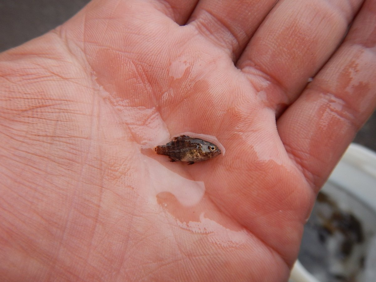 危険生物から日本を守る 池の水ぜんぶ抜く