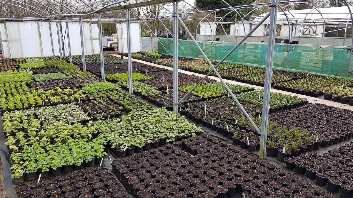 At last! Warm sun to get our new crops moving. #plantsforliving #springtime #perennials