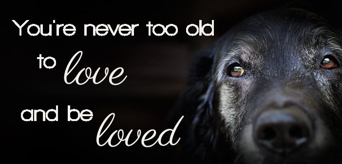 PawsInNeedBA's tweet image. #AdoptDontShop  #PawsInNeedBA