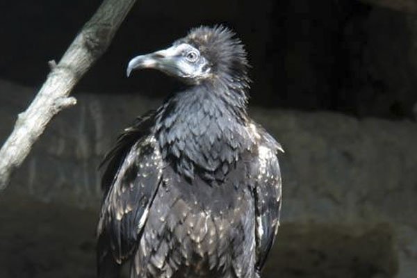 JerezesNatural's tweet photo. El Zoobotánico envía a Bulgaría al pollo de alimoche nacido el pasado año
https://t.co/0kFBGrAaqG https://t.co/K0olHgsulM