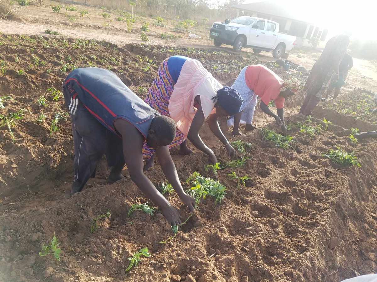 SolangeHeiseBah's tweet photo. #fortification #biofortification loading in Nuimi Lamin. Yesterday the #EU funded #FAO project #IFSNFFF  planted orange fleshed sweet potato to Nuimi Lamin #ZeroHunger #Nutrition https://t.co/psgycMlqfb