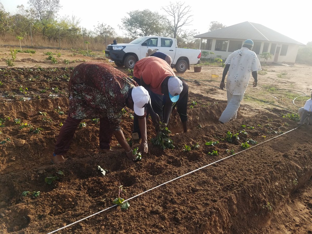 SolangeHeiseBah's tweet photo. #fortification #biofortification loading in Nuimi Lamin. Yesterday the #EU funded #FAO project #IFSNFFF  planted orange fleshed sweet potato to Nuimi Lamin #ZeroHunger #Nutrition https://t.co/psgycMlqfb