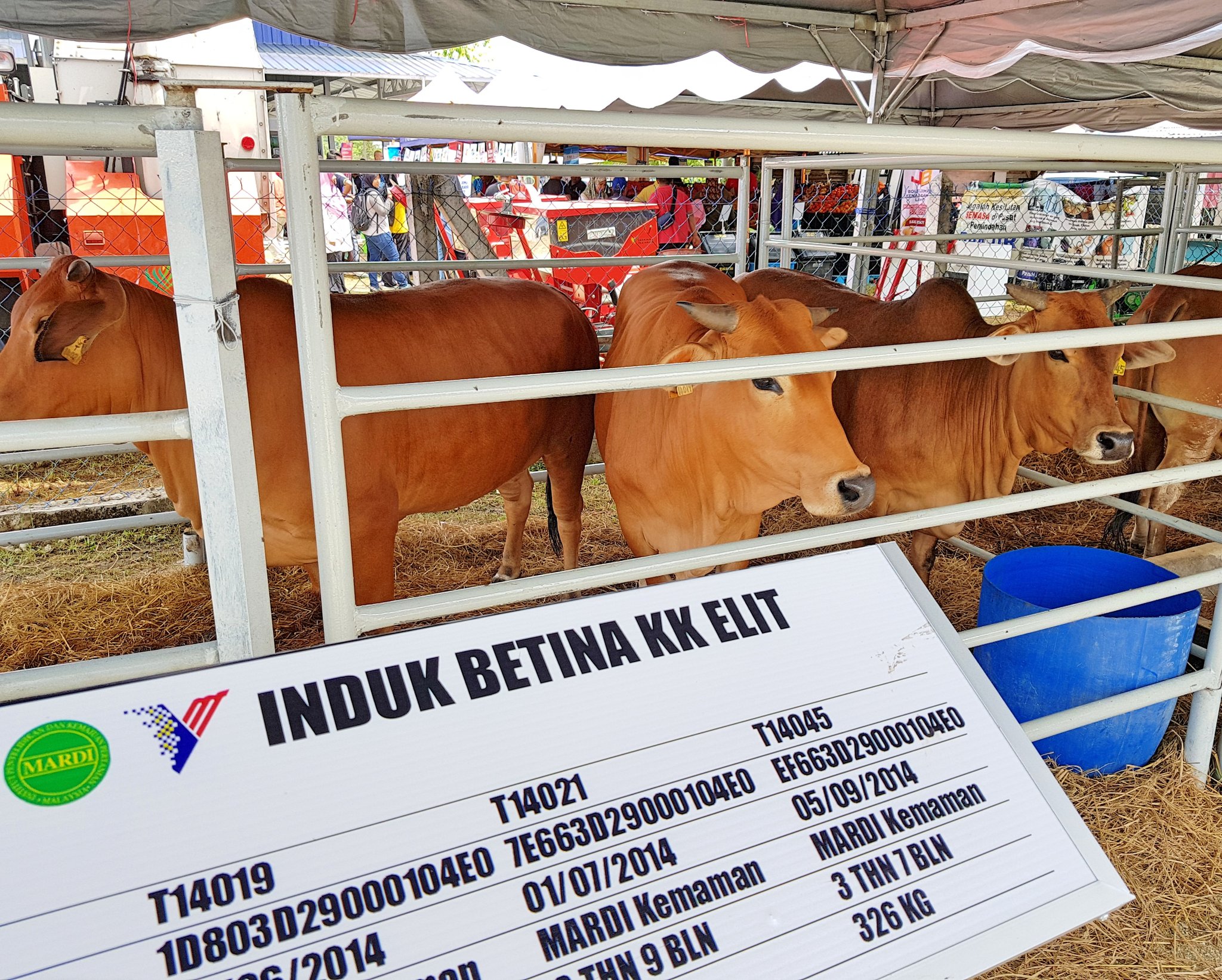 MAFS on Twitter: "Baka lembu Kedah-Kelantan-Kemaman yg baru ini blh ...