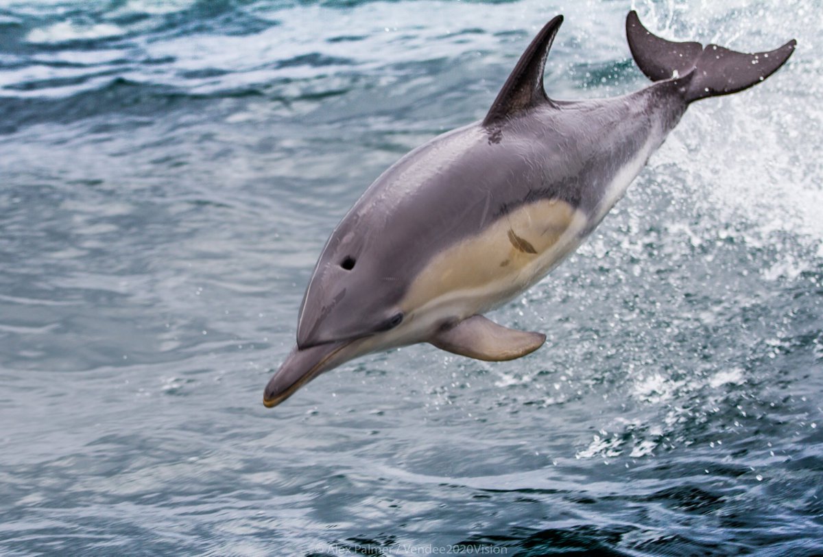 Our athletes love the challenge and competitive side of offshore sailing. But beautiful sunsets, rugged coastlines and amazing sea life is an additional draw. Dolphin captured by onboard cameraman Alex Palmer during our Length of Britain record attempt. #NationalDolphinDay