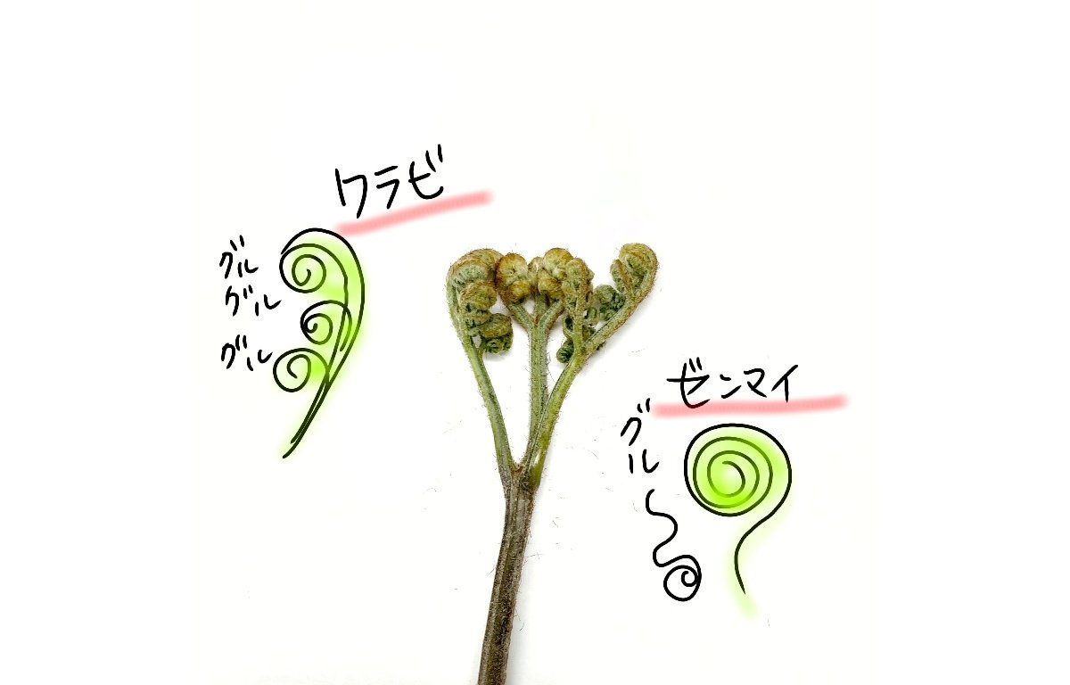 ワラビとゼンマイの見分け方