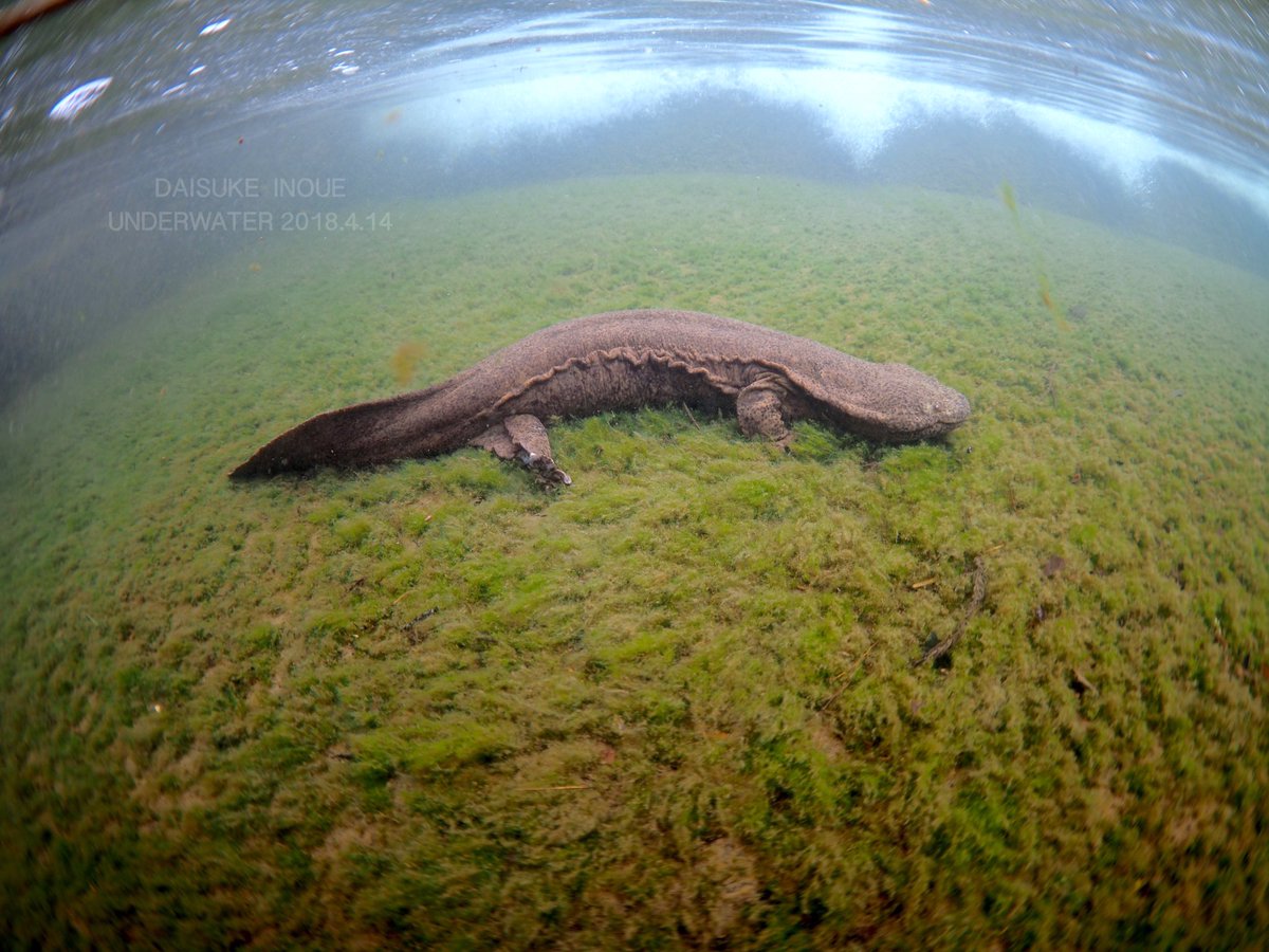 イノウエダイスケ 世界最大の両生類 京都北部の川でオオサンショウウオがのそのそと歩いてました いつみても素晴らしいです 淀川水系 0 5m