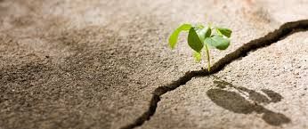 FloatStudioDesg's tweet image. Just like a #lotus grows in the mud #PlantLife #Motivation