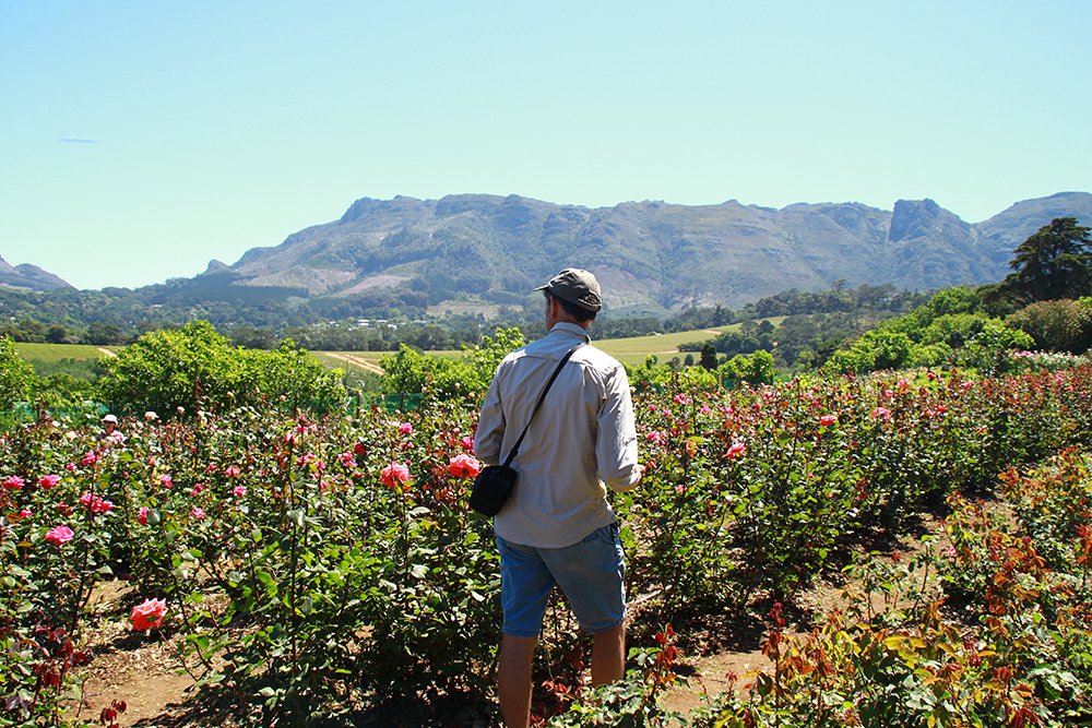 capetonianheart's tweet photo. There are endless fields and farms, nurseries and mountainsides, gardens private and public in Cape Town to commune with flowerkind. We're starting with Chart Farm in Wynberg #flowerproject https://t.co/fncajfZDVm @CapeTownEtc @CapeTownMag @SAGardenandHome https://t.co/Tm7yHvDLPP