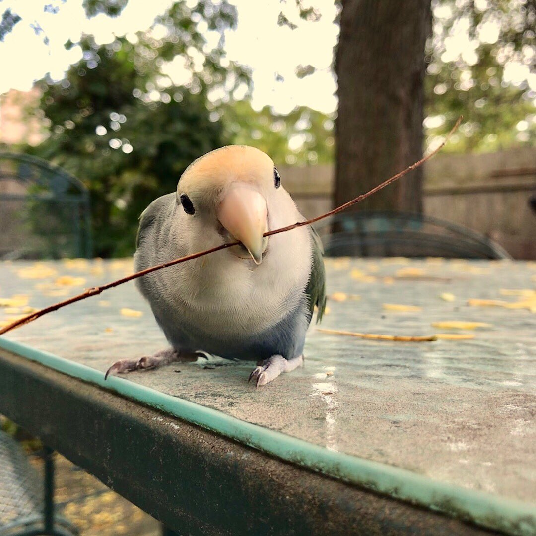 j_worg's tweet photo. Am I doing this right? #myfirsttweet #legittweet #birdmom https://t.co/Py3lRERTzh