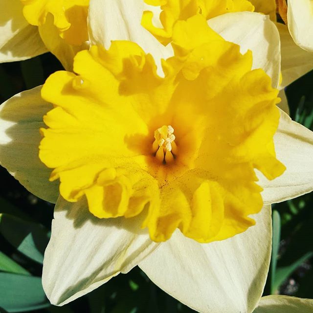 NYPLBusiness's tweet photo. #Spring has sprung! At least until tonight. Head to the @NYPL and grab a book to read in the park while recharging in the warm #sun!
#ReadInThePark #ReadOutside #Daffodils #Flowers https://t.co/tLCPintS3w https://t.co/R61lT72WjN
