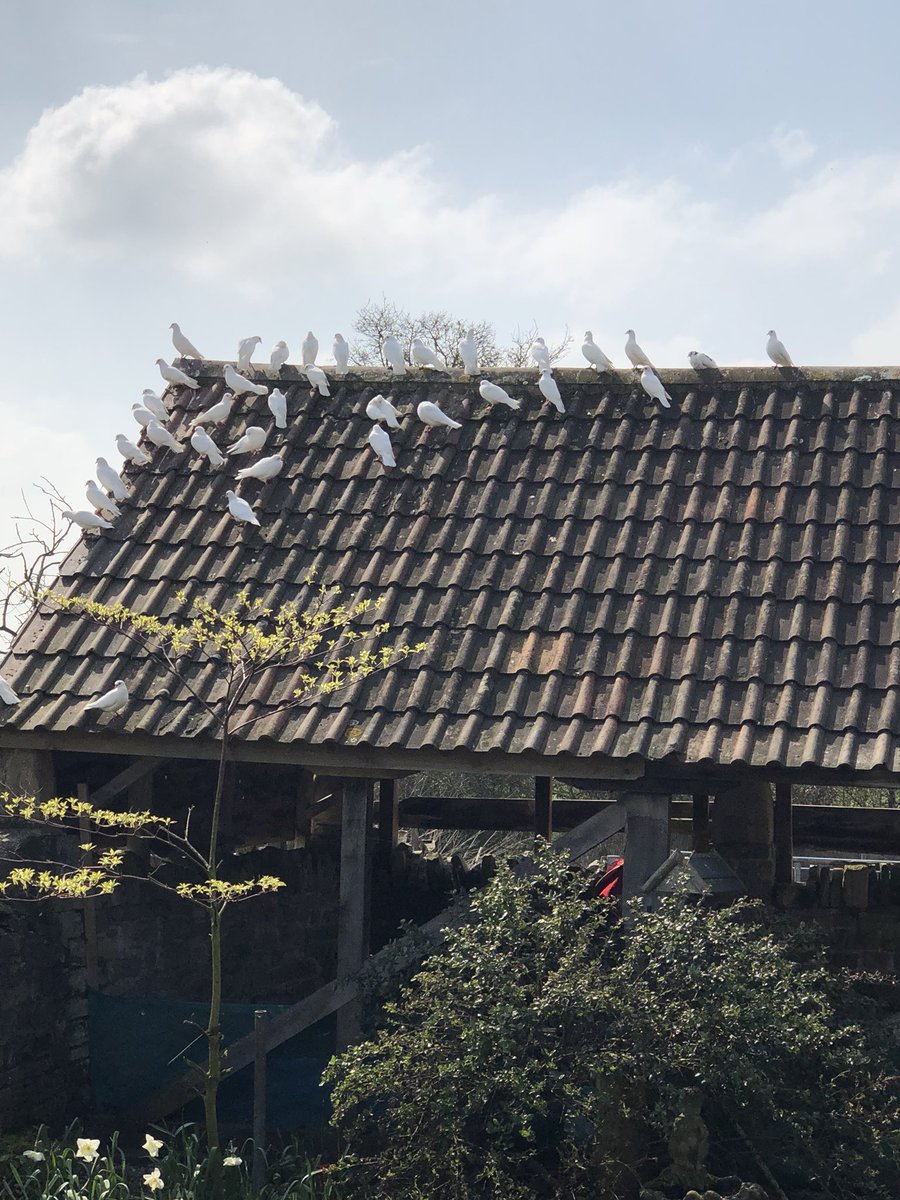 nigel french tweet media