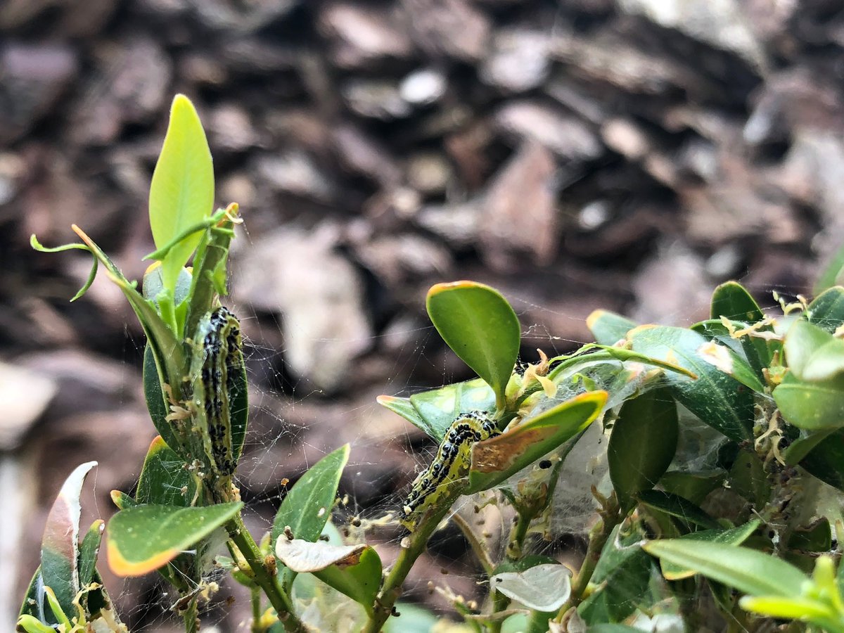 Vossi011984's tweet image. Was kann man dagegen machen? #buchsbaum @HansHalsema eine Idee vielleicht?