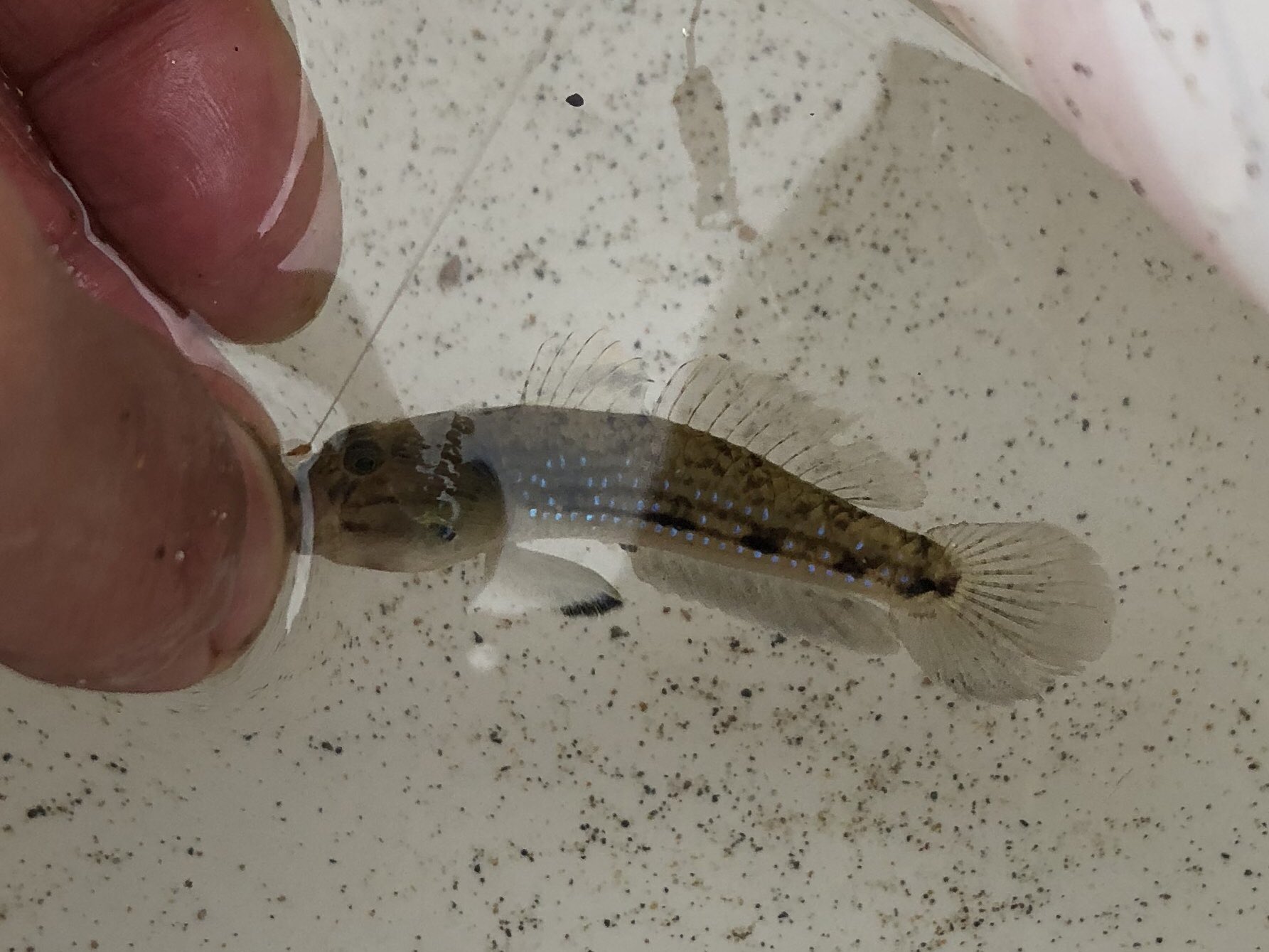 さかな芸人ハットリ 暫定 多分あってると思うけど 23 300種類目 ツマグロスジハゼ スジハゼと違って腹鰭の縁取りが黒い 24 300種類目 ヒメハゼ 潮干狩りの時によく見る子 なんか もはやハゼ釣り企画 300種類の魚を釣るまで自分で釣って