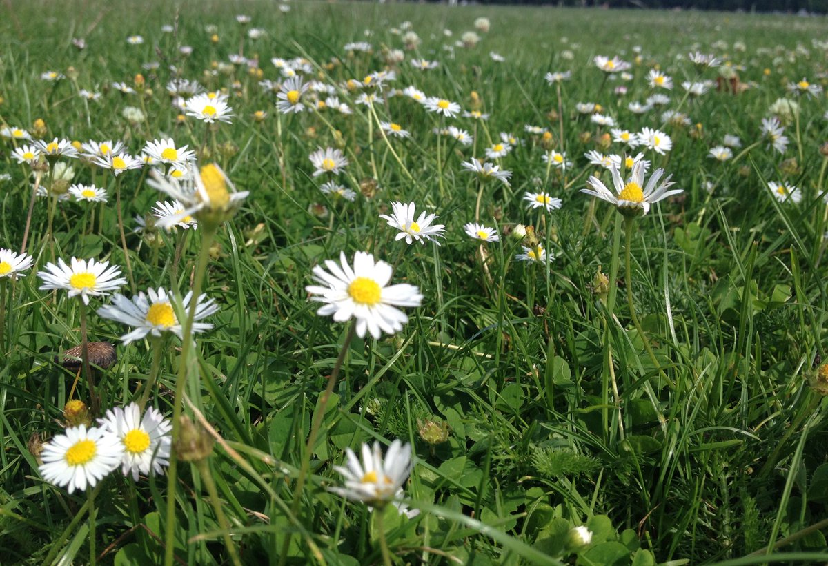 CatherineTough_'s tweet photo. It’s a lovely springy day in London today! I’m @broadwaymarket until 5 today so if you’re about in east London enjoying the sun, pop by! #eastlondon #hackney #londonfields #spring #sun #market #broadwaymarket #london #socks #cottonsocks #flower #daisy #grass #green https://t.co/PugjMjDHlk