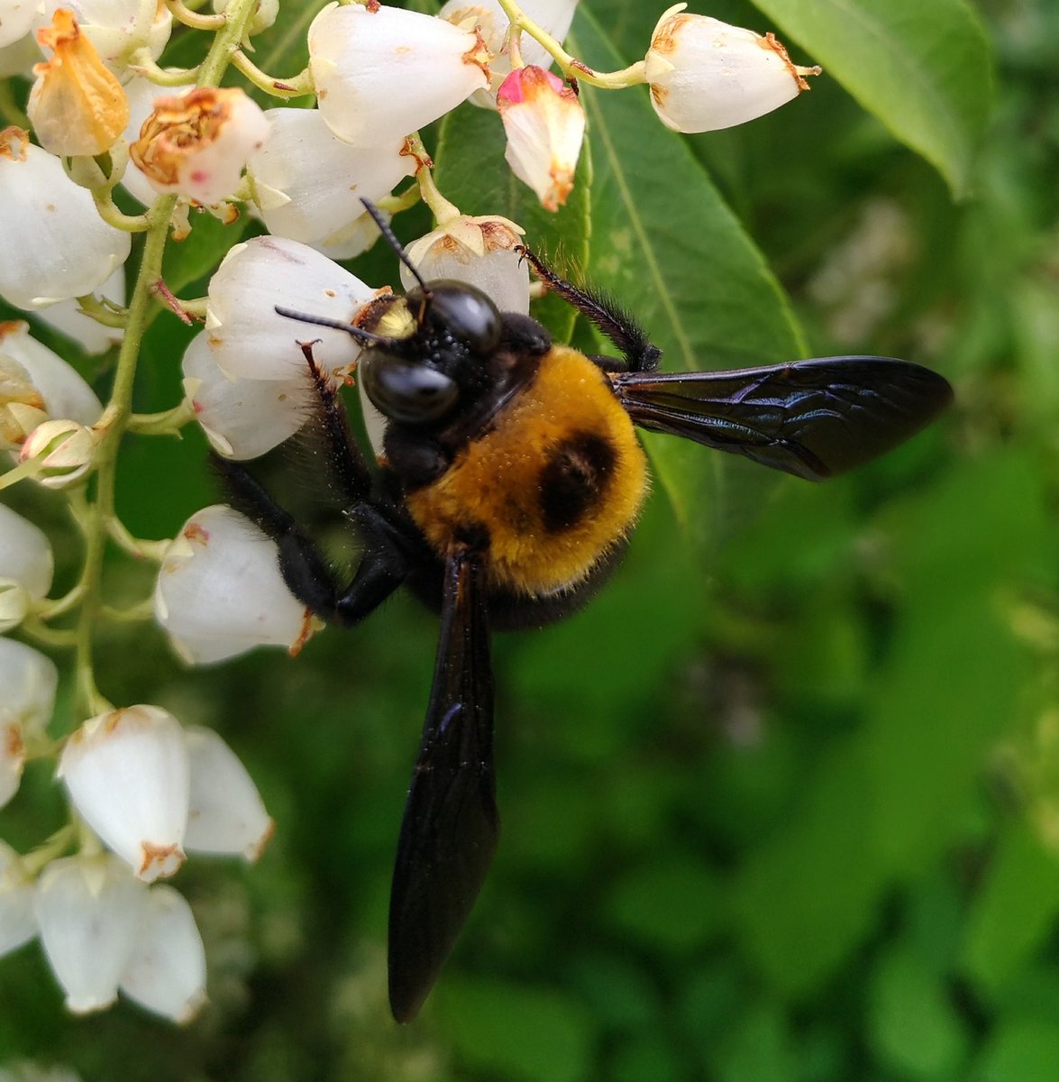 Biome バイオーム 公式 No Twitter クマバチ 体は大きいですが 気は優しいです 握らない限り 刺すことはまずありません オスの クマバチが追い掛け回してくることがありますが メスじゃなかろうかと期待して近づいてきてるだけです クマバチ ハナバチ