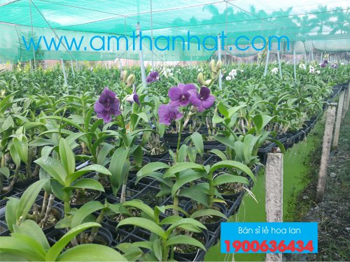 amthanhatco's tweet photo. BÁN SỈ VÀ LẺ CÁC LOẠI HOA LAN https://t.co/PbkOL7a6bo 0933653754
#banhoalangiarenhattphcm #hoalandendrogiare #banhoalangiare #hoalangiare #banhoalangiaretaitphcm https://t.co/hfC0I8NWJ7