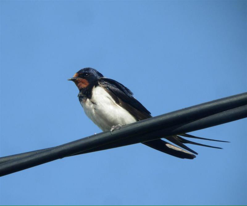 APRIL: first swallow spotted in furnace, just in time for our open day today 