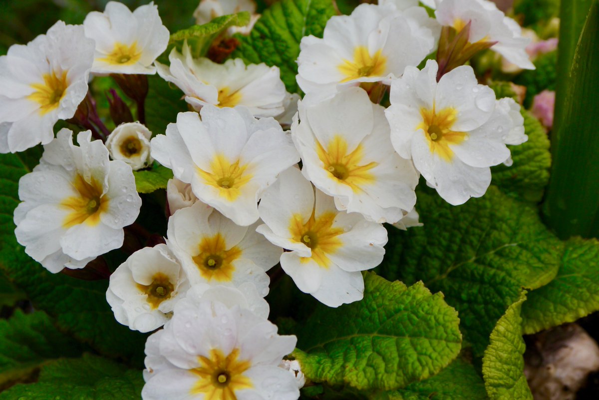 lighthousefrome's tweet image. New spaces for Spring - the additional bedrooms are coming along and have some amazing views out to the parkland! The flowers are also starting to bloom at The Lighthouse! #renovations #spring #Somerset