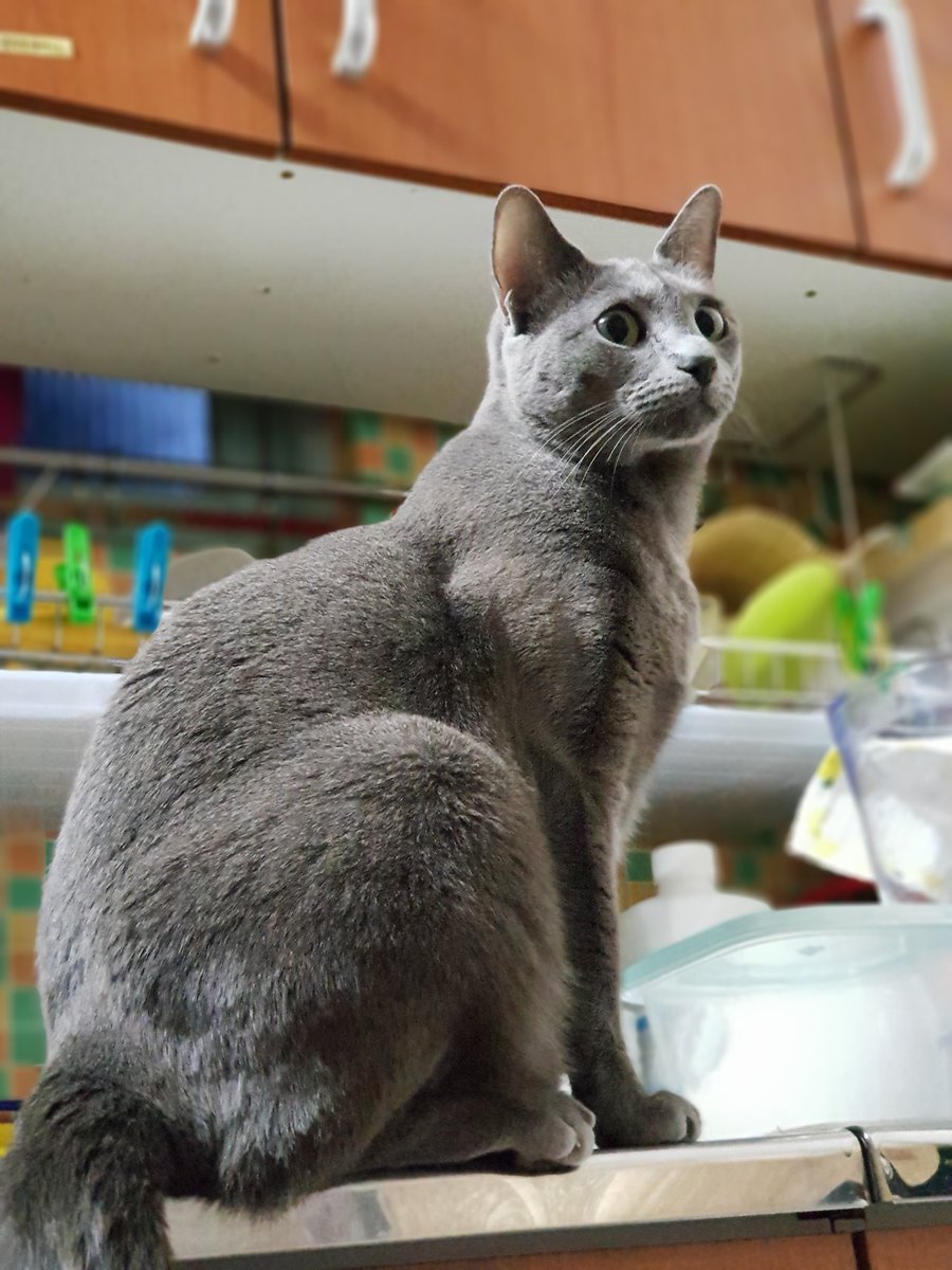 tom_daewonyeogo's tweet photo. Cat in the kitchen..뭘 보냥?
#고양이 #야옹이 #니코 #부엌 #cat #catinthekitchen #meow https://t.co/4aZhQFnqj6
