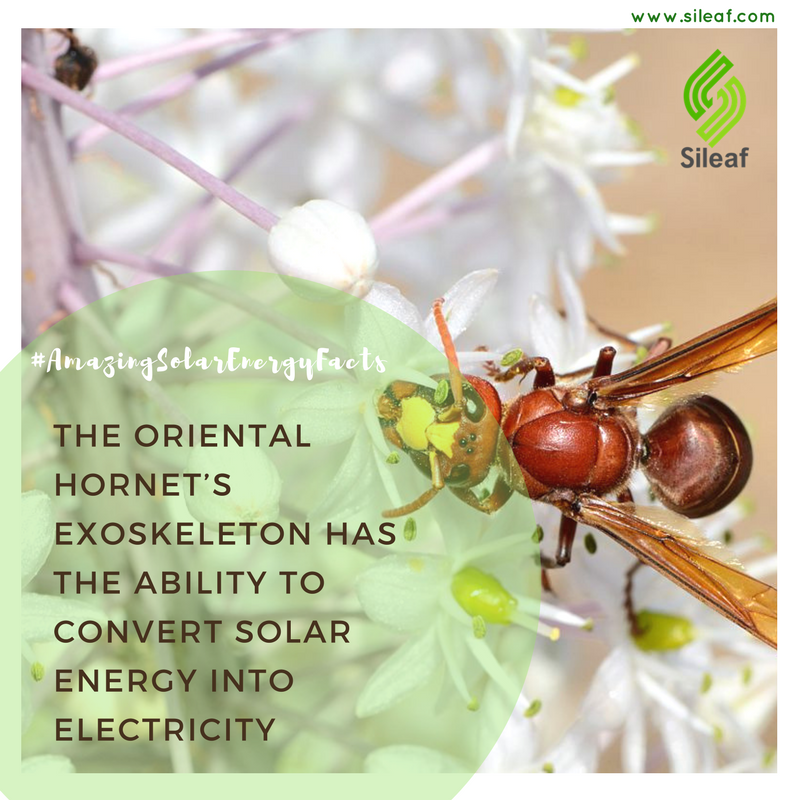 SileafTech's tweet photo. #AmazingSolarFunFacts
Solar-Powered Hornet; Turns Light Into Electricity
The oriental hornet has built-in "solar cells" that generate electricity from sunlight

#Solar #SolarEnergy #SolarPower #SolarFunFacts #SolarUpdates #SolarPowerSystems #GoSolar #sileaf #SaturdayMotivation https://t.co/KXIJEXPWbB