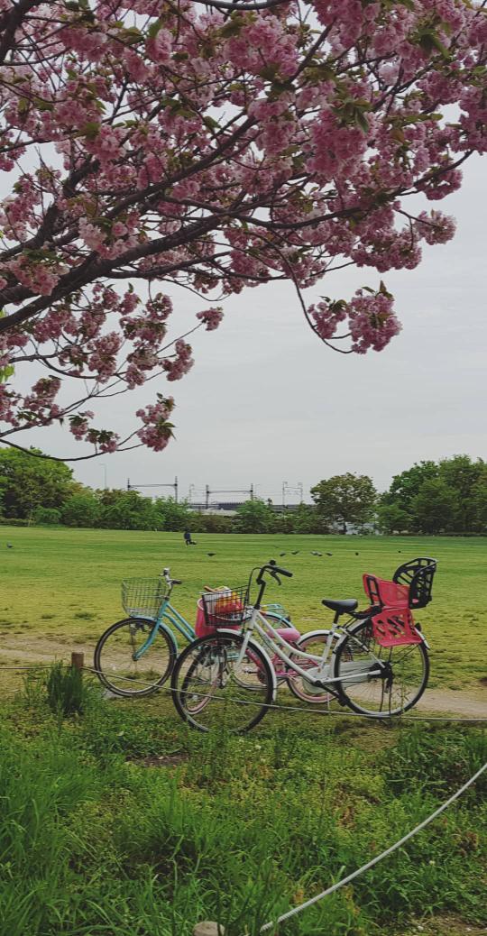 Noctalia_'s tweet photo. Kyoto définitivement mieux que Tokyo à mes yeux 🌸💕 https://t.co/uJwh7C4521