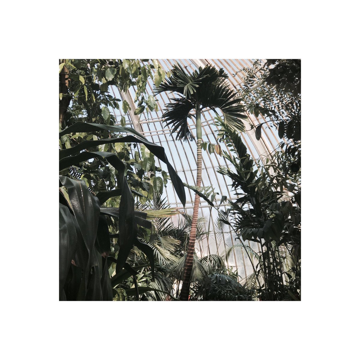 Mini escape to Kew Gardens #kewgardens #greenhouse #greenhousedesign #heritage #timelesselegance #palms #palmtrees