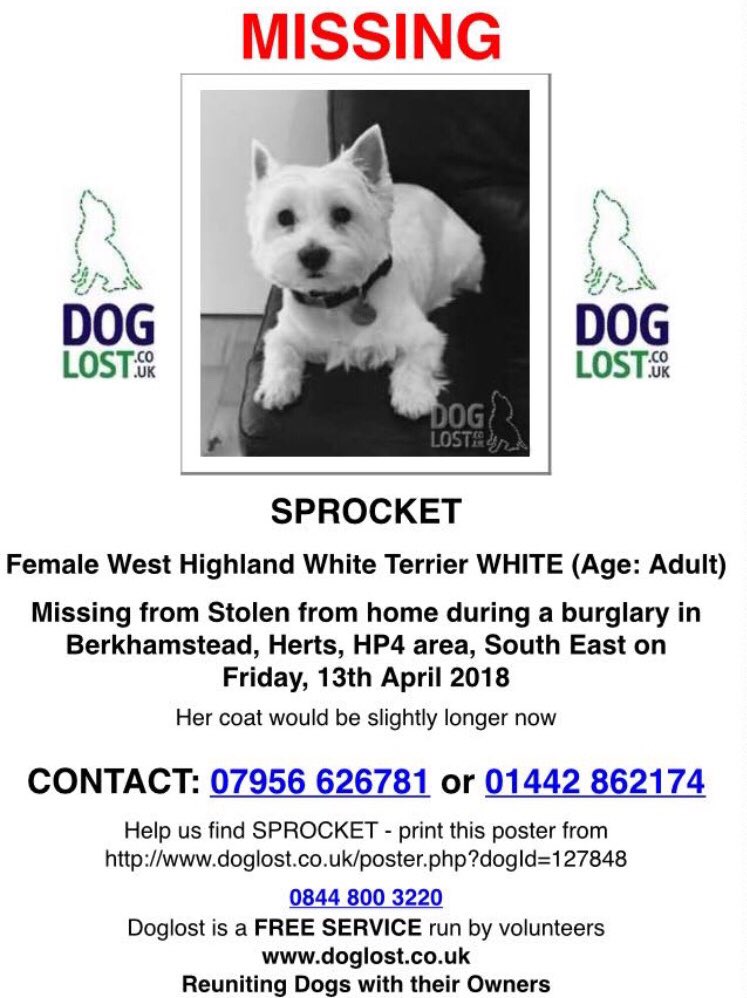 sheilaeck's tweet photo. SHARE TO HELP #FINDSPROCKET #MISSINGDOG #BERKHAMSTEAD https://t.co/DBilzV49kA