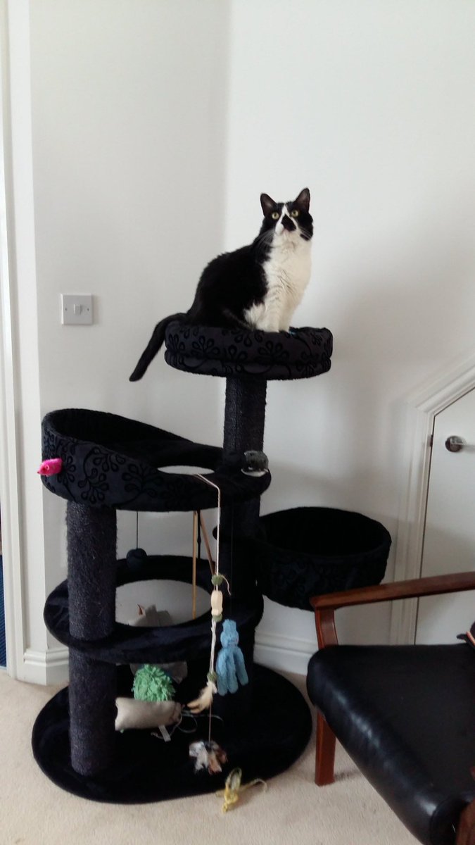 buffthestcat's tweet photo. King of the cat tree! #Caturday #CatsOfTwitter #adoptdontshop https://t.co/de0pT4PCSw