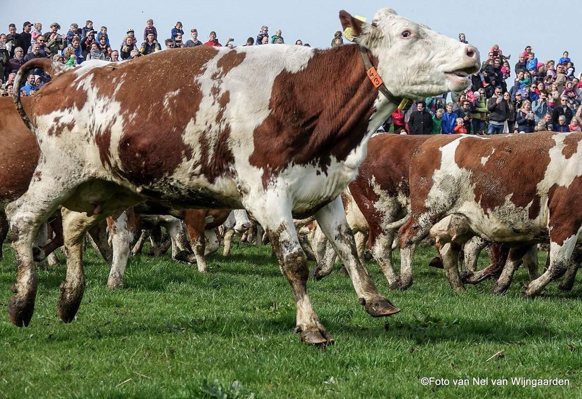 Dit was de winnende foto van de koeiendans 2017.

Zondag kun je wederom meedoen met onze fotowedstrijd. Dus hou de 15e je camera/telefoon in de aanslag en post je meest geweldige koeiendansfoto op Facebook met #koeiendanshoevebiesland en maak kans op een lekkerbiesland-pakket!