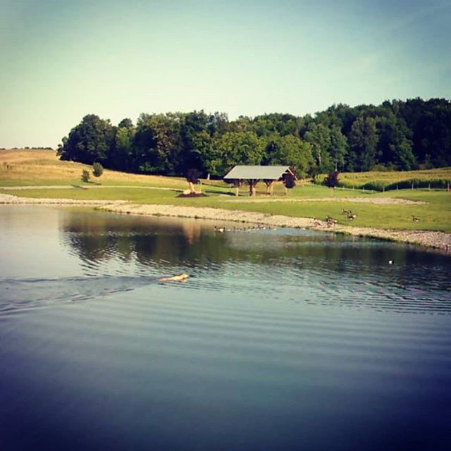 Can't wait for some warmer weather to get #Storm back out training. Waterfowl withdrawals #training #home #waterfowl #duckdog #labsofinstagram #waterfowllife #sickforit #geese #trainhard #yellowlab #timberbuilt