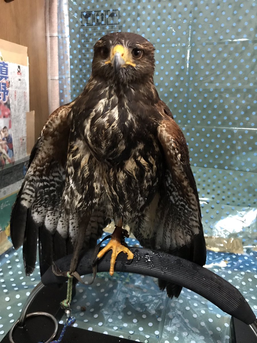 はやてまる タレ目ハリス 我が家のハリスホークが本当にタレ目すぎてw 普通ハリスに限らず猛禽類って目つきが鋭い子が多いよね なんでかウチの子は常に困り顔で笑っちゃう ダチョウにそっくり ハリスホーク 猛禽類 はやてまる タレ目ハリス 我が家のハリスホークが本当にタレ目すぎてw 普通ハリスに限らず猛禽類って目つきが鋭い子が多いよね なんでかウチの子は常に困り顔で笑っちゃう ダチョウにそっくり ハリスホーク 猛禽類