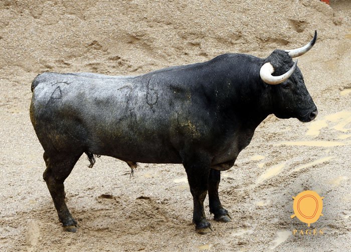 Mundotorocom's tweet photo. #SorteoSevilla
📸Fotografías del sorteo de los toros de Victorino Martín
https://t.co/aOvefVp8HD https://t.co/TW0yg7z2Uk