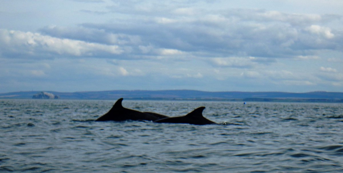 LifeAfloat's tweet photo. #NationalDolphinDay - when Dolphins choose to swim close to me when I'm kayaking, I feel incredibly privileged &amp; connected, especially when they decide to play. Here, during my 2015 trip, these Dolphins matched my speed &amp; swam &amp; jumped around me! 😊 https://t.co/Xji7W4Qwnd